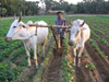 India Agriculture Initiative